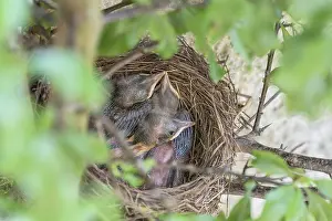 Blackbirdsest (Turdus merula), chicks