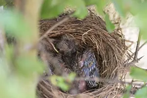 Blackbirdsest (Turdus merula), chicks