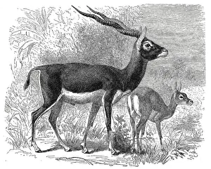 Blackbuck (Antilope cervicapra)