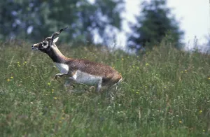 Blackbuck (antilope cervicapra) Antilope