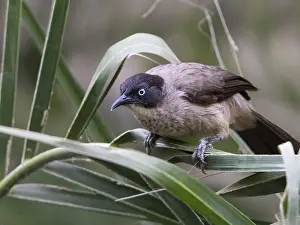 Blackcap Babbler (Turdoides reinwardtii)
