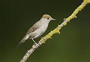 Blackcap, blackcaps (Sylvia atricapilla)