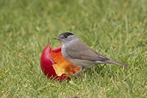 Blackcap, blackcaps (Sylvia atricapilla)