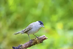 Blackcap (Sylvia atricapilla)