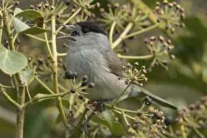 Blackcap (Sylvia atricapilla)