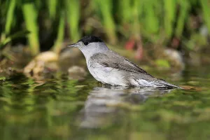Blackcap (Sylvia atricapilla), adult