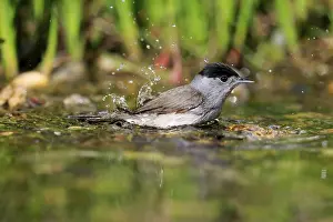 Blackcap (Sylvia atricapilla), adult