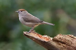 Blackcap (Sylvia atricapilla) adult female
