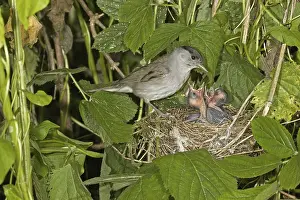 Blackcap (Sylvia atricapilla), adult male