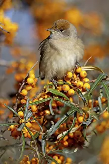 Blackcap (Sylvia atricapilla), Fauvette a tete noire