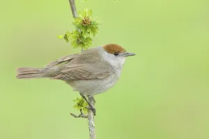 Blackcap (Sylvia atricapilla), female