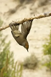Blackcap (Sylvia atricapilla), illegally trapped on limestick for use as ambelopulia