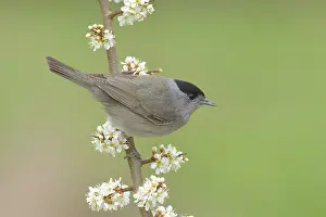Blackcap (Sylvia atricapilla), male