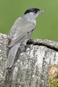 Blackcap (Sylvia atricapilla), male
