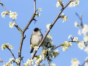 Blackcap (Sylvia atricapilla), male bird perched on a branch
