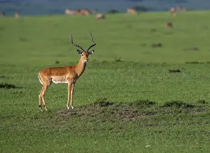 Blackheel antelope (Aepyceros melampus)