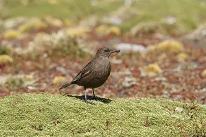 Blackish Cinclodes (Cinclodes antarcticus)