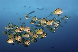 Blacknosed Butterflyfish or Barberfish (Johnrandallia nigrirostris)