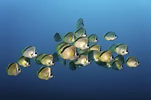Blacknosed Butterflyfish or Barberfish (Johnrandallia nigrirostris)