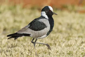 Blacksmith Lapwing, Blacksmith Plover