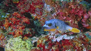 A blackspotted pufferfish (Arothron nigropunctatus)