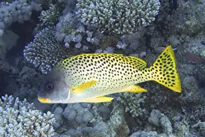 Blackspotted rubberlip (Plectorhinchus gaterinus)