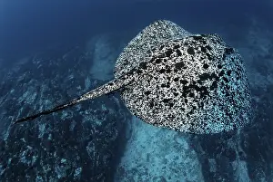 Blackspotted Sting ray (Taeniura meyeni)