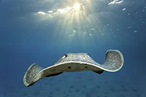 Blackspotted stingray (Taeniura meyeni)