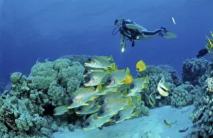 Blackspotted sweetlips and scuba diver Plectorhynchus gaterinus