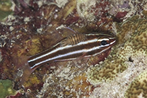 Blackstripe Cardinalfish (Apogon nigrofasciatus)