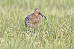 Blacktail (Limosa limosa) runs on the shore of a lake in a moor