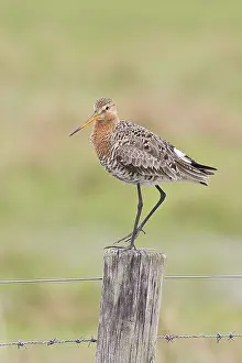 Blacktail (Limosa limosa), sitting room