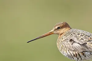 Blacktail (Limosa limosa), sitting room