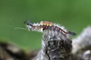 Blackthorn brush moth (Orgyia antiqua)