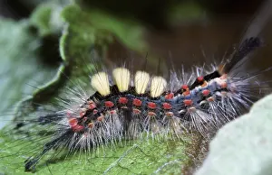 Blackthorn moth (caterpillar after the last moult) (Orgya recens)