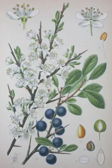 Blackthorn (Prunus spinosa), historical illustration from 1885