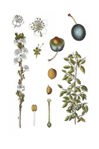 Blackthorn, sloe (Prunus spinosa)