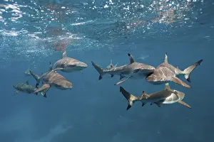 Blacktip reef sharks (Carcharhinus melanopterus)