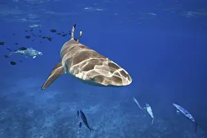 Blacktip reef sharks at the surface