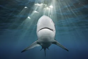 Blacktip Shark (Carcharhinus limbatus)