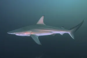 Blacktip shark (Carcharhinus limbatus)