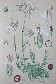 Bladder campion (Silene vulgaris)