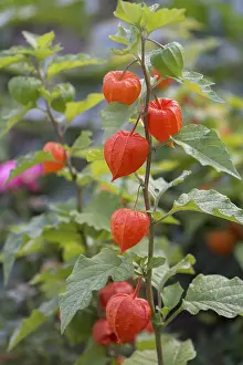 Bladder cherry (Physalis alkekengi)