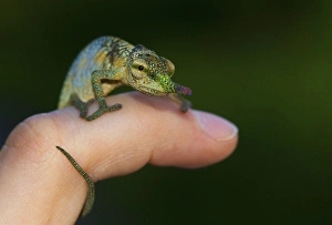 Blade or lance-nosed chameleon (Calumma gallus)