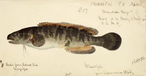 Bladefish, flying fish, fish, reproduction of an original, by Frank Edward Clarke (b. 1849, d. 1899), ichthyologist and scientific draughtsman