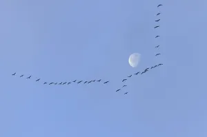 Blaessganese, Greater white-fronted goose (Anser albifrons) Blessgans