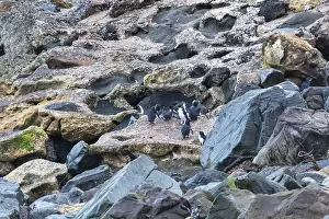 Blauer Pinguin (Eudyptula minor)