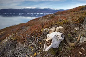 Bleached skull of a musk ox in autumnal arctic landscape
