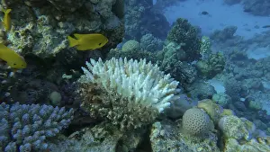 Bleaching and death of corals from excessive seawater heating due to climate change and global warming