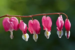 Bleeding Heart (Lamprocapnos spectabilis)
